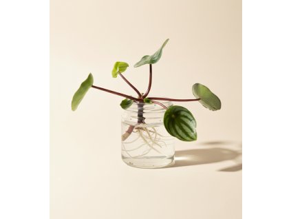 Peperomia argyreia "Melounová" - Řízek