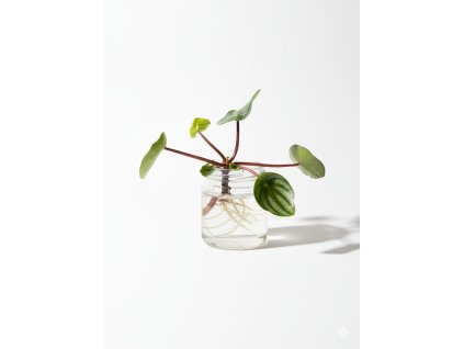 Gemini Generated Image p23zawp23zawp23z