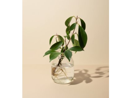 Ficus retusa – Řízek