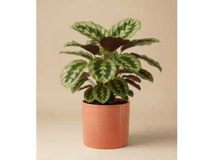 Keramický obal oranžový