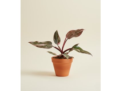 Philodendron 'Pink Princess', Ø 9 cm