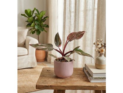 Gemini Generated Image rxd11lrxd11lrxd1