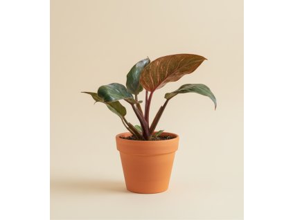 Philodendron 'Pink Bikini', Ø 10,5 cm