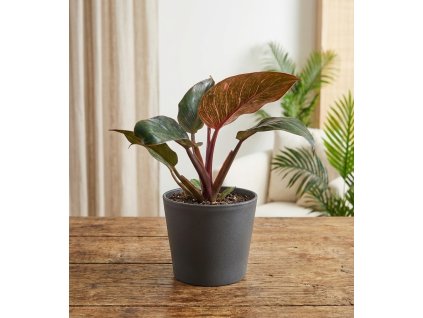 Gemini Generated Image i3h2bui3h2bui3h2