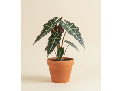 Alocasia 'Polly', Ø 12 cm