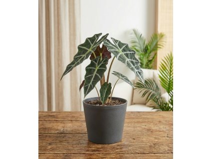 Gemini Generated Image az9xwqaz9xwqaz9x