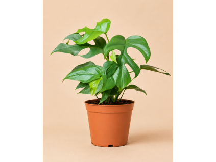 Monstera 'Minima'  Raphidophora Tetrasperma