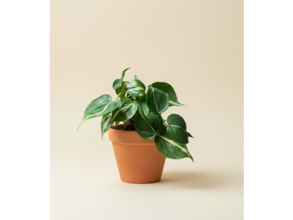 Philodendron scandens 'Rio', Ø 12 cm