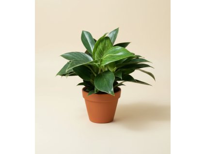 Philodendron 'Birkin', Ø 11 cm