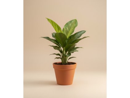 Aglaonema 'Silver Bay', Ø 11 cm