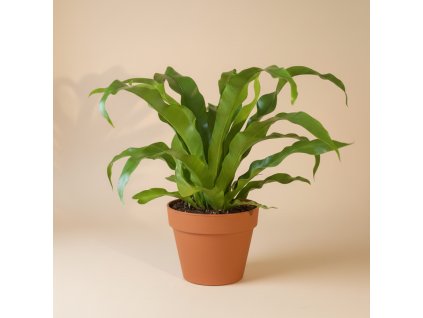 Asplenium ’Antiquum’, Ø 12 cm