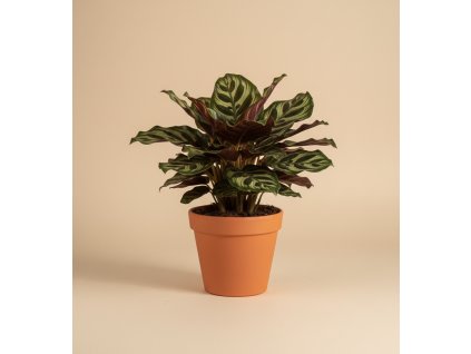 Calathea 'Makoyana', Ø 14 cm
