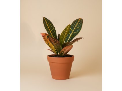 Codiaeum 'Petra', Ø 13 cm