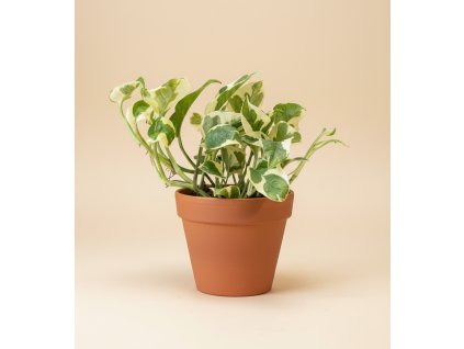 Epipremnum pinnatum 'N'joy', Ø 12 cm