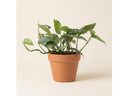 Epipremnum pinnatum 'Cebu Blue', Ø 12 cm