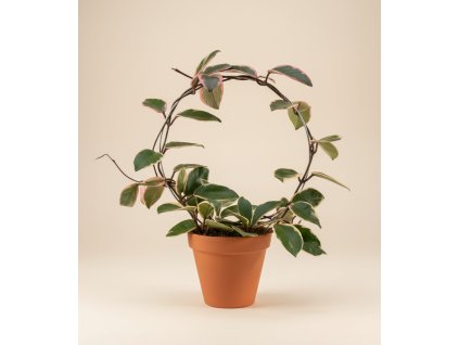 Hoya carnosa 'Flamingo Dream' kruh, Ø 12 cm