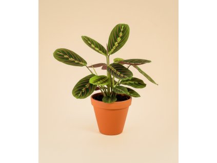 Maranta leuconeura 'Fascinator', Ø 12 cm