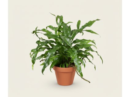 Microsorum 'Diversifolium', Ø 12 cm