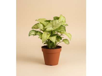 Syngonium 'White Butterfly', Ø 12 cm