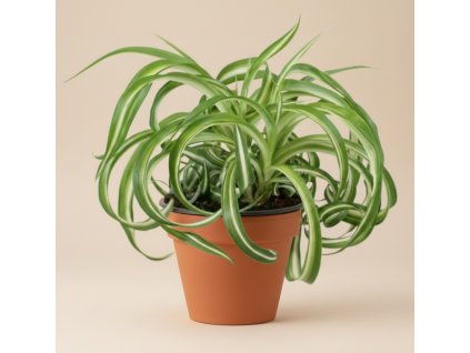 Chlorophytum “Bonnie”, Ø 12 cm