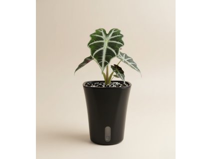 Návrh bez názvu 117