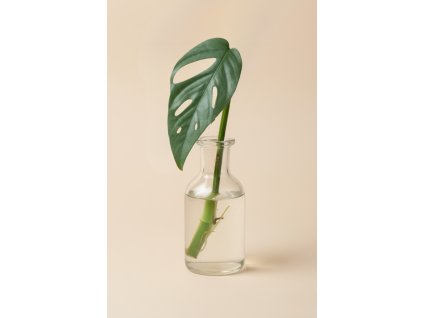 Epipremnum pinnatum 'Cebu Blue' - Řízek