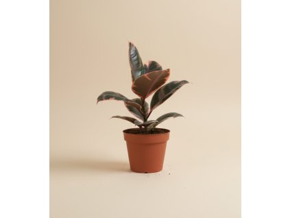 Ficus elastica 'Belize', Ø 12 cm