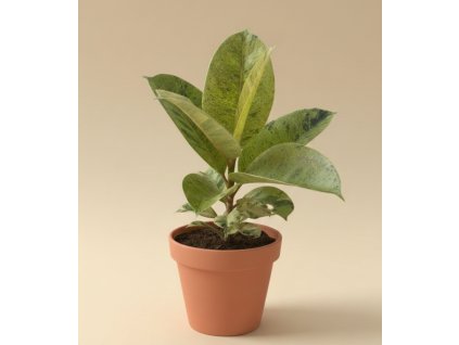 Ficus elastica 'Shivereana',Ø 12 cm