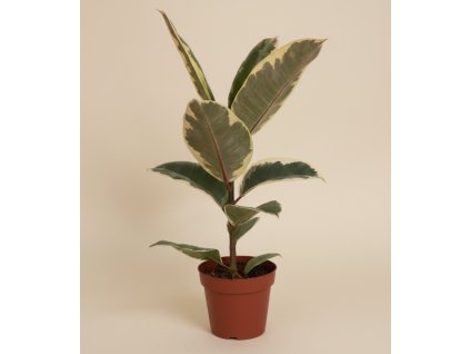 Ficus elastica 'Tineke', Ø 12 cm