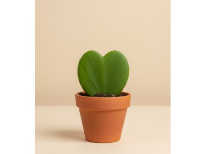 Hoya 'kerrii', Ø 6 cm