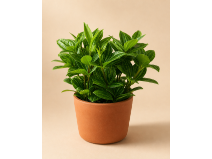 Peperomia 'angulata', Ø 12 cm