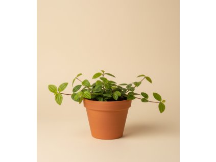 Peperomia 'angulata', Ø 11 cm