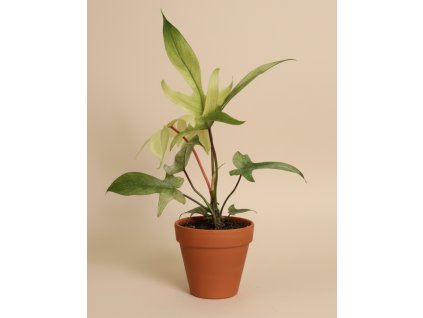 Philodendron 'Florida Ghost', Ø 12 cm