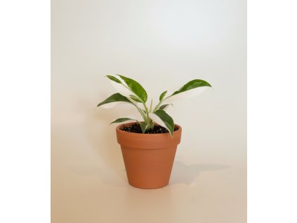 Philodendron 'White Princess', Ø 6 cm