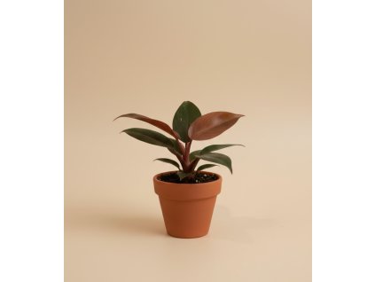 Philodendron 'Red Sun', Ø 6 cm