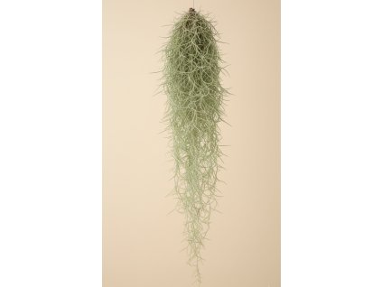 Tillandsia usneoides 50cm