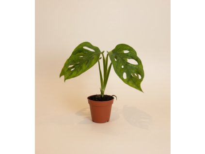 Monstera adansonii 'Mint', Ø 9 cm