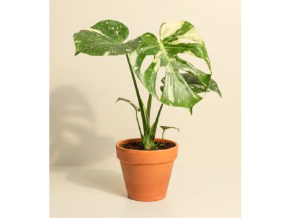 Monstera deliciosa ‘Thai Constellation’, Ø 12 cm