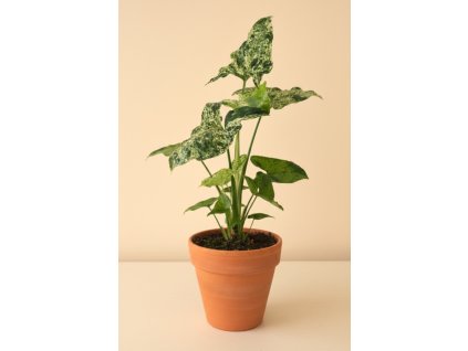 Syngonium 'Mottled', Ø 12 cm