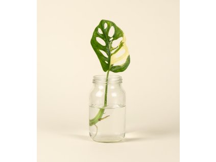 Monstera adansonii variegata - Řízek