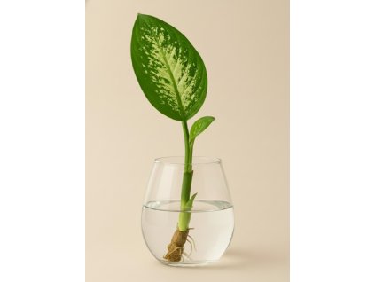 Dieffenbachia pestrá Reeva - Řízek