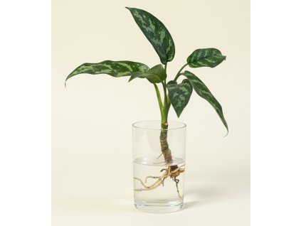 Aglaonema Maria - Řízek