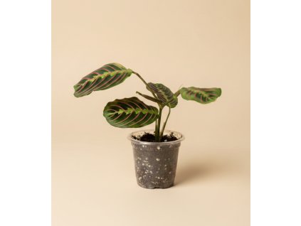 Maranta leuconeura 'Fascinator', Ø 8 cm - naše výpěstky