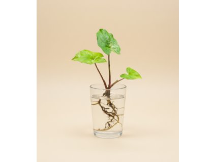 Syngonium Albo 'Variegata' - Řízek