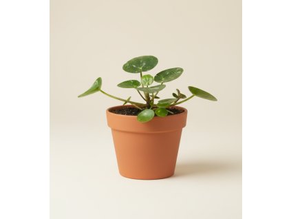 Pilea 'Peperomioides' Variegata, Ø 13 cm