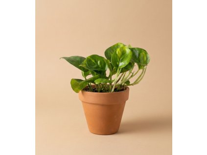 Epipremnum 'Global green', Ø 12 cm