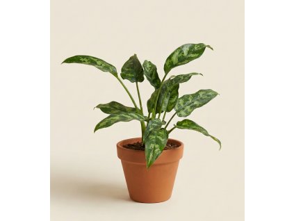 Aglaonema 'Maria', Ø 14 cm