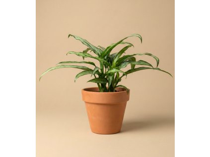 Aglaonema 'Cutlass', Ø 12 cm