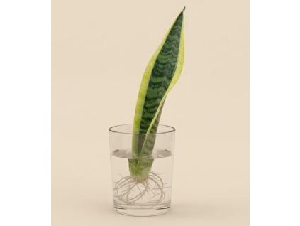 Tchýnin jazyk (Sansevieria laurenti) - Řízek
