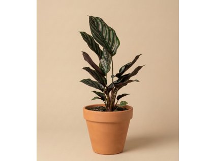 Calathea ' Sanderiana ', Ø 12 cm